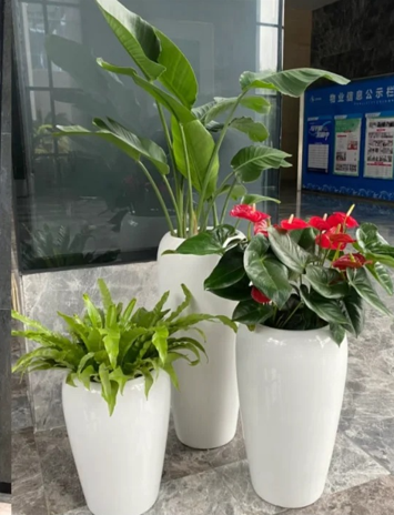 镇海花木租赁价格-慈溪绿植租摆经营-镇海花木租摆装饰效果-慈溪花木租赁合同范本